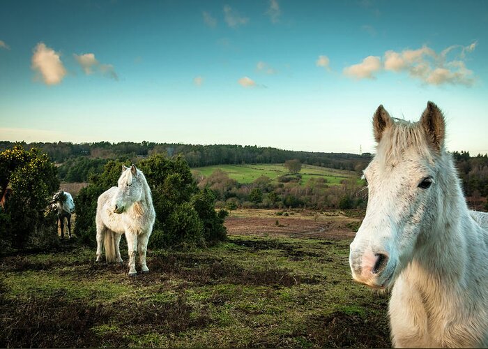 Horse Greeting Card featuring the photograph Wild White Horses, The New Forest by Gollykim