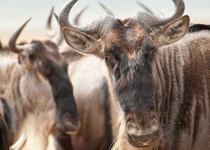 Horned Greeting Card featuring the photograph Wildebeest Connochaetes by Ignacio Palacios