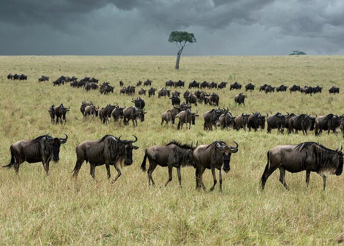 Kenya Greeting Card featuring the photograph Wildebeest On Migration by Mike Hill