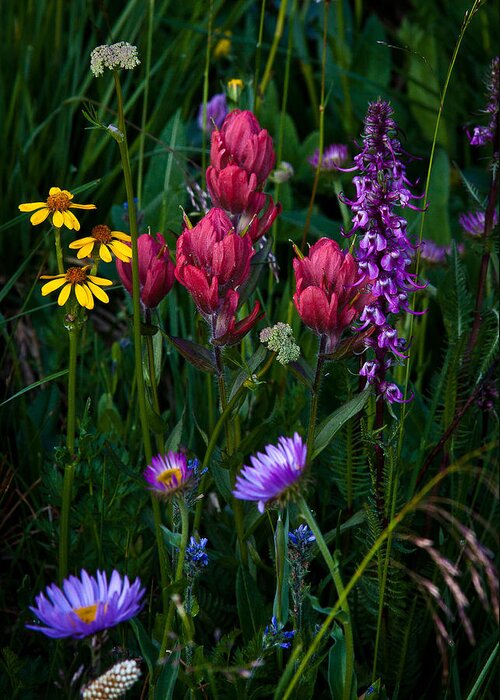Landscape Greeting Card featuring the photograph Wildflowers a Bloomin by Steven Reed