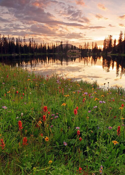 Clegg Lake Greeting Card featuring the photograph Wildflowers at Clegg Lake. by Wasatch Light