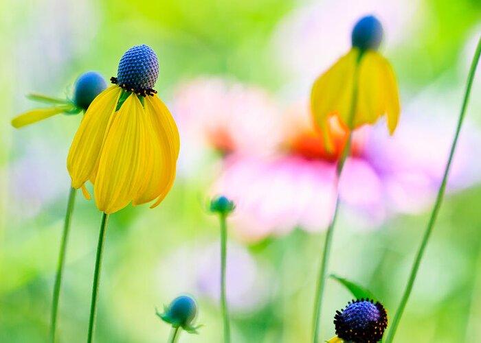 Flowers Greeting Card featuring the photograph Wildflowers by Ben Graham