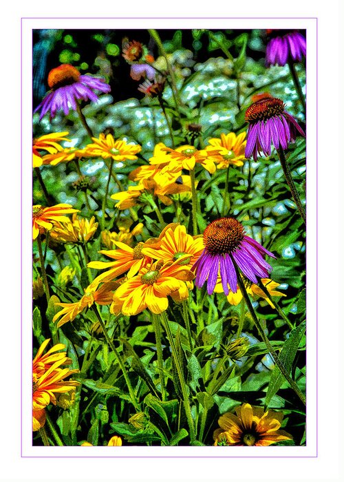 Coneflower Greeting Card featuring the photograph Wildflowers by Monroe Payne