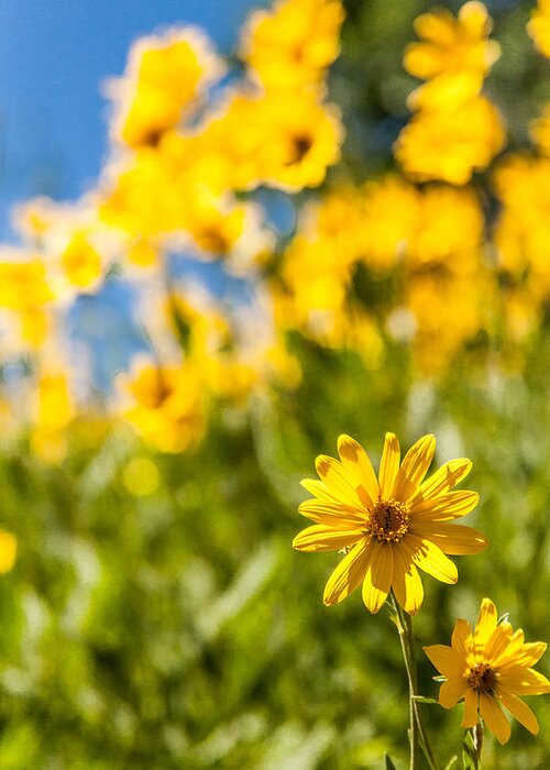 Flowers Greeting Card featuring the photograph Wildflowers Standing Out Abstract by Chad Dutson