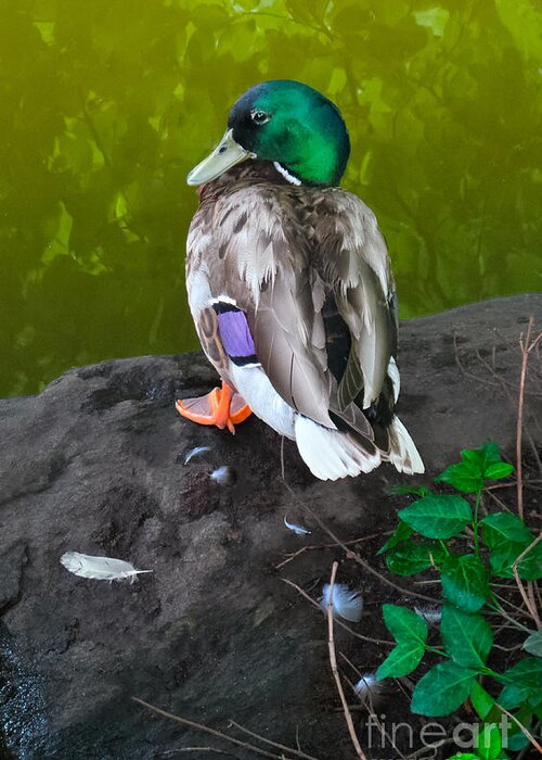 Duck Greeting Card featuring the photograph Wildlife In Central Park by Charlie Cliques