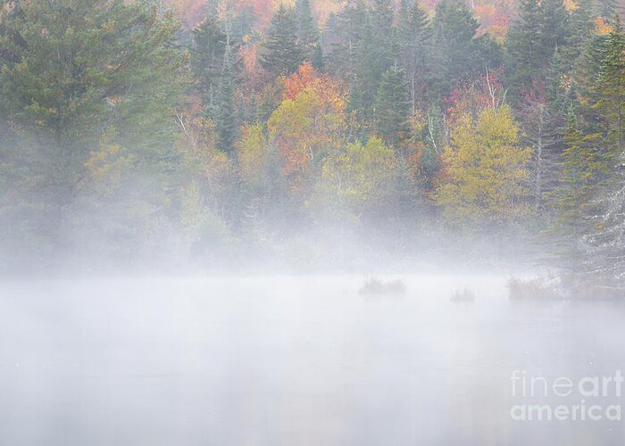 America Greeting Card featuring the photograph Wildlife Pond - Bethlehem New Hampshire USA by Erin Paul Donovan
