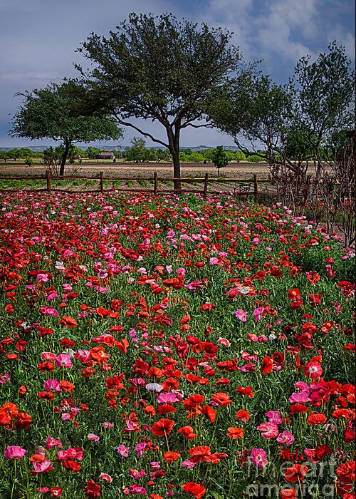 Poppy Greeting Card featuring the photograph Wildseed Farms Poppies by Priscilla Burgers