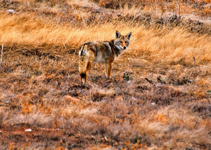 Coyote Greeting Card featuring the photograph Wiley Coyote by Jerry Cahill