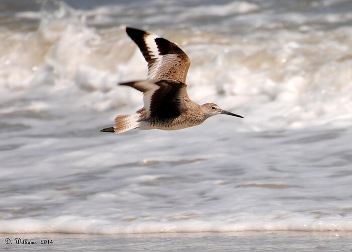 Shorebirds Greeting Card featuring the photograph Willet in flight by Dan Williams
