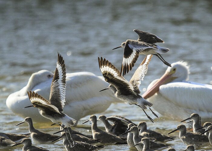 Shorebirds Greeting Card featuring the photograph Willets and White Pelicans by Doug McPherson