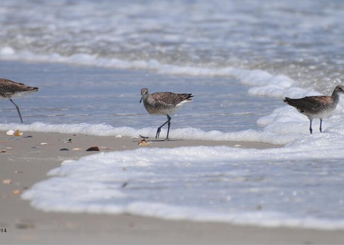 Shorebirds Greeting Card featuring the photograph Willets on Ocracoke by Dan Williams