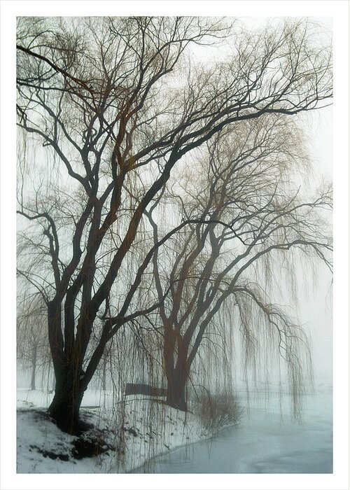 Willow Trees Greeting Card featuring the photograph Willows in fog by Elvira Butler