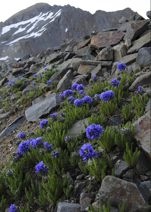 Blue Flowers Greeting Card featuring the photograph Wilson Peak Wildflowers by Aaron Spong
