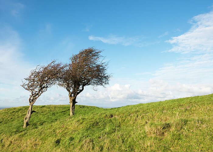 Wind Greeting Card featuring the photograph Wind Sculpted Hawthorns On South Downs by James Warwick