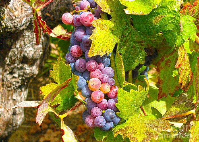 Vineyard Greeting Card featuring the mixed media Wine Grapes II by Shari Warren