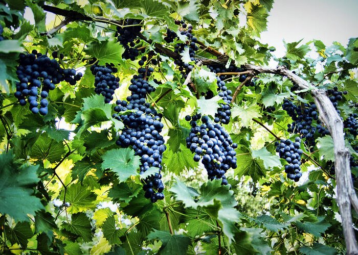 Grape Greeting Card featuring the photograph Wine on the Vine by Cricket Hackmann