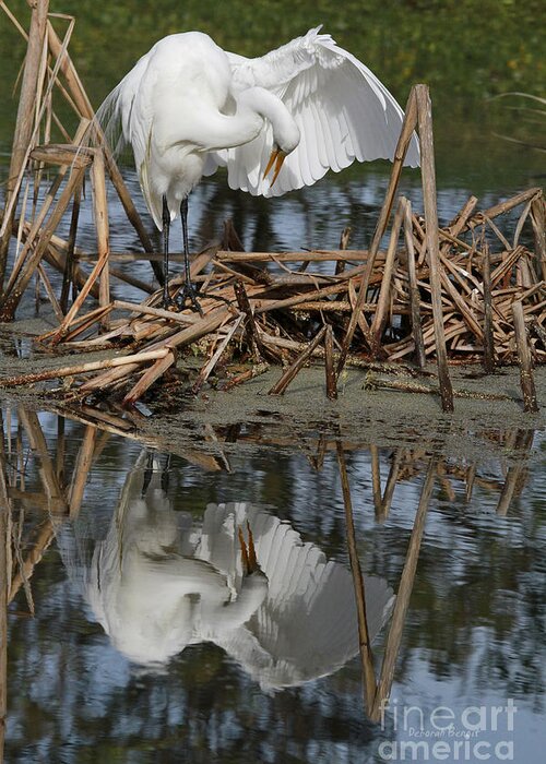Egret Greeting Card featuring the photograph Wing Up Reflection by Deborah Benoit