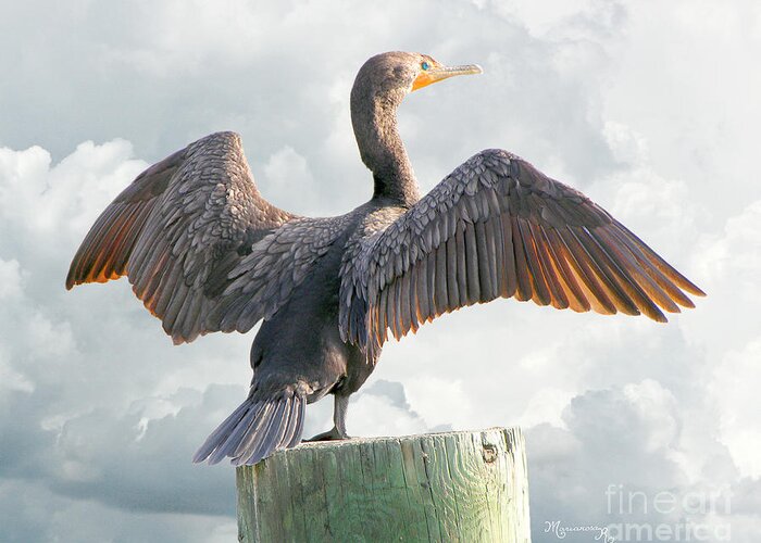 Cormorant Greeting Card featuring the photograph Winging It by Mariarosa Rockefeller