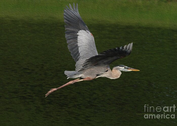 Heron Greeting Card featuring the photograph Wings of Beauty by Deborah Benoit