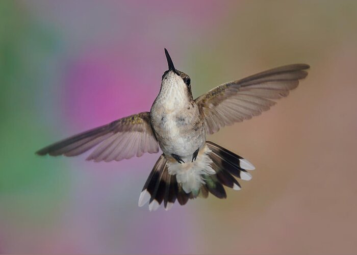 Ruby-throated Hummingbird Greeting Card featuring the photograph Wingspread by Leda Robertson