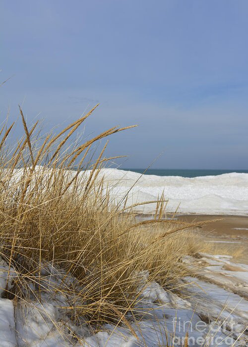 Dunes Greeting Card featuring the photograph Winter Beach Grass by Forest Floor Photography
