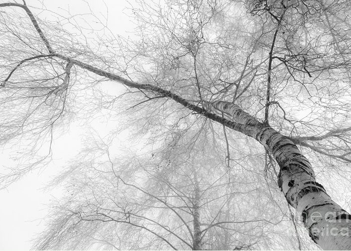 Birch Greeting Card featuring the photograph Winter Birch - Bw by Hannes Cmarits