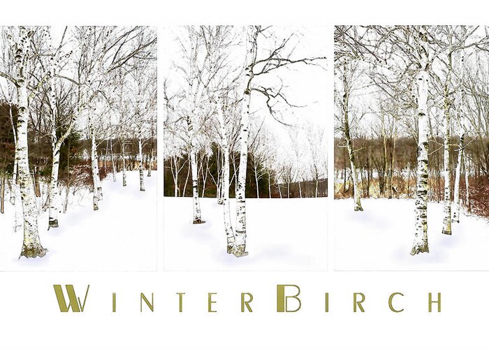 Birch Tree Greeting Card featuring the photograph Winter Birch by Robin-Lee Vieira
