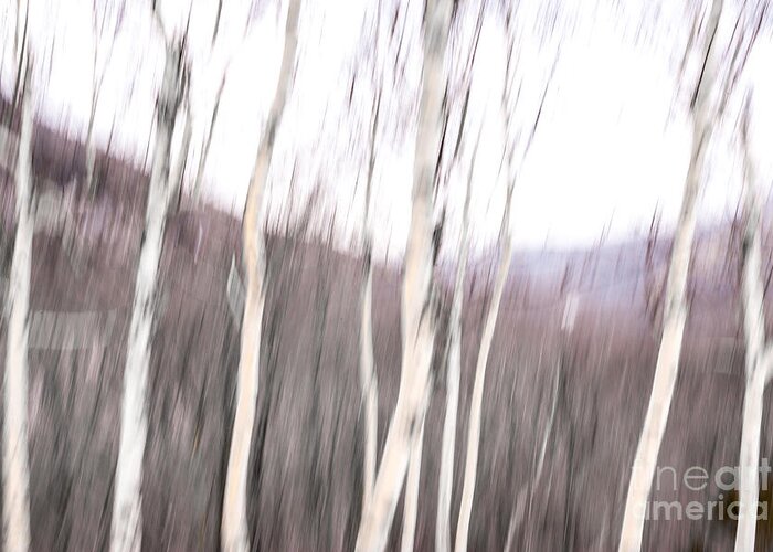 Winter Greeting Card featuring the digital art Winter Birches Tryptich 2 by Susan Cole Kelly Impressions