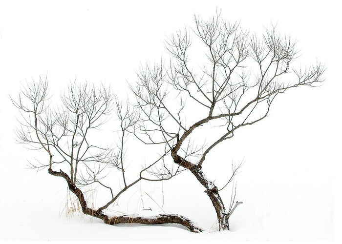 Bent Greeting Card featuring the photograph Winter Bonsai by Rob Huntley