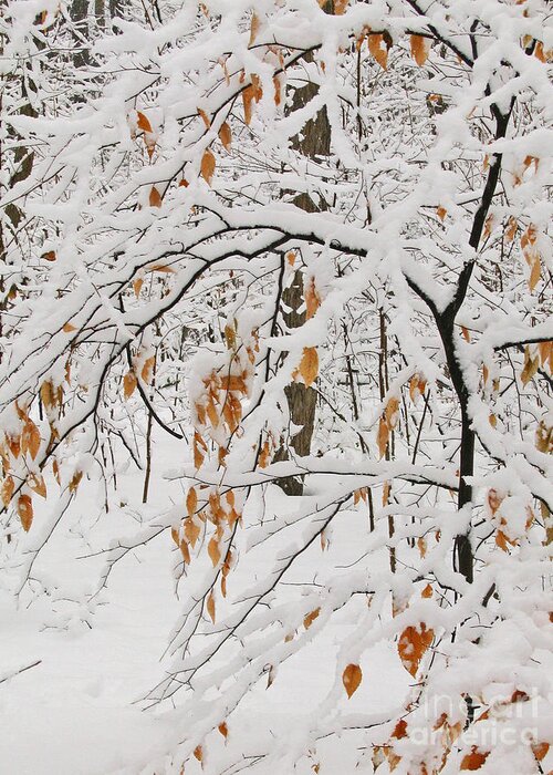 Winter Greeting Card featuring the photograph Winter Branches by Ann Horn