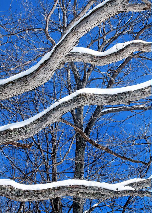 Winter Branches Greeting Card featuring the photograph Winter Branches by Carolyn Derstine