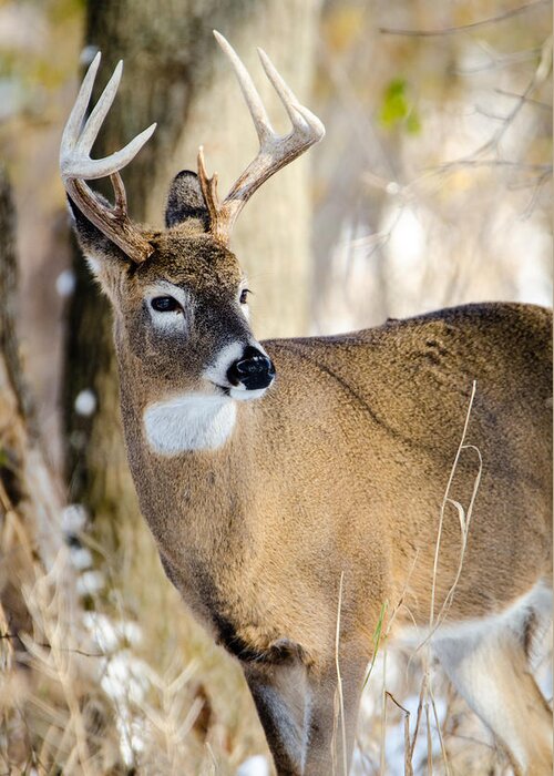 Deer Greeting Card featuring the photograph Winter Buck by Wild Fotos