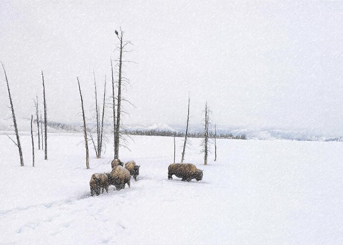 Buffalo Greeting Card featuring the photograph Winter Buffalo by Ramona Murdock