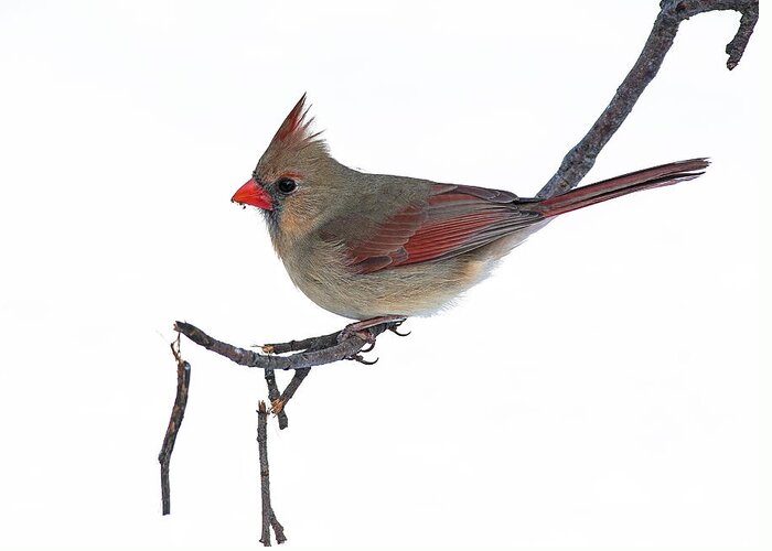 Cardinal Greeting Card featuring the photograph Winter Cardinal II by Jim Zablotny