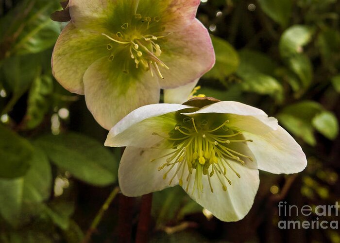 Hellebore Greeting Card featuring the photograph Winter Hellebore by Maria Janicki