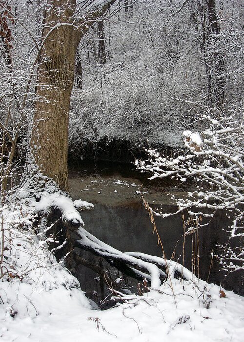 Snow Greeting Card featuring the photograph Winter in Rotary Park 2 by Ellen Tully