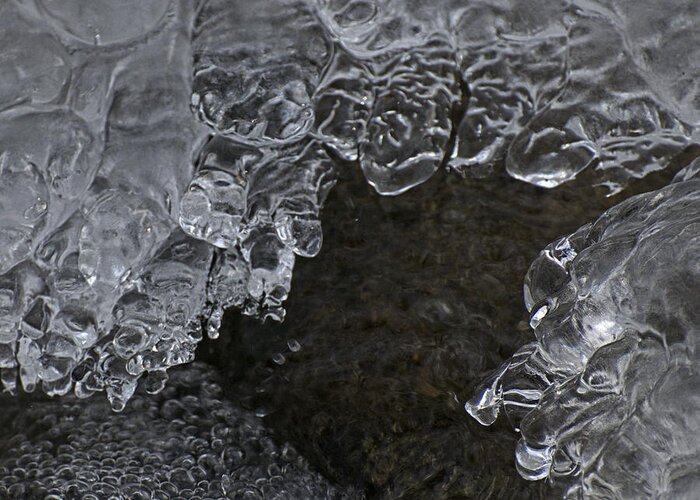 Cold Greeting Card featuring the photograph Winter Jewels III by Alan Norsworthy
