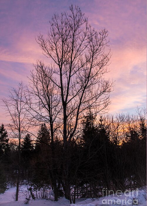 Winter Greeting Card featuring the photograph Winter Morning Sky by Cheryl Baxter