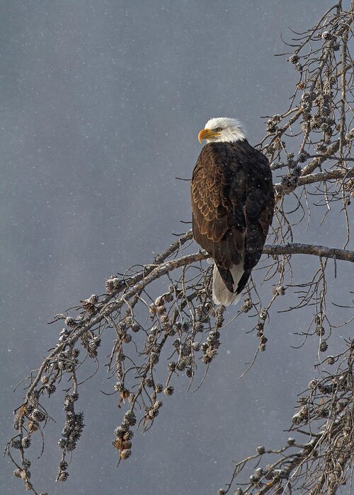 Bald Eagle Greeting Card featuring the photograph Winter Perch by Sandy Sisti