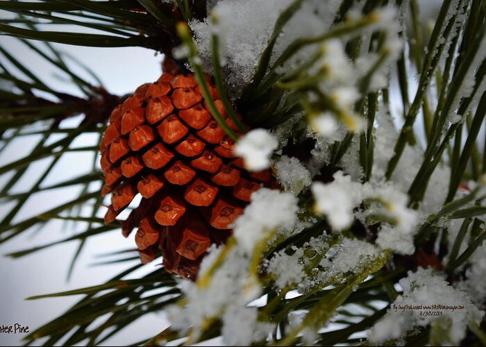 Pine.winter Greeting Card featuring the photograph Winter Pine by Guy Hoffman