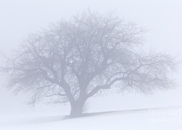 Winter Greeting Card featuring the photograph Winter Quiet by Alan L Graham