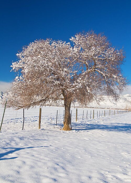 Tree Greeting Card featuring the photograph Winter Season on the Plains Portrait by James BO Insogna