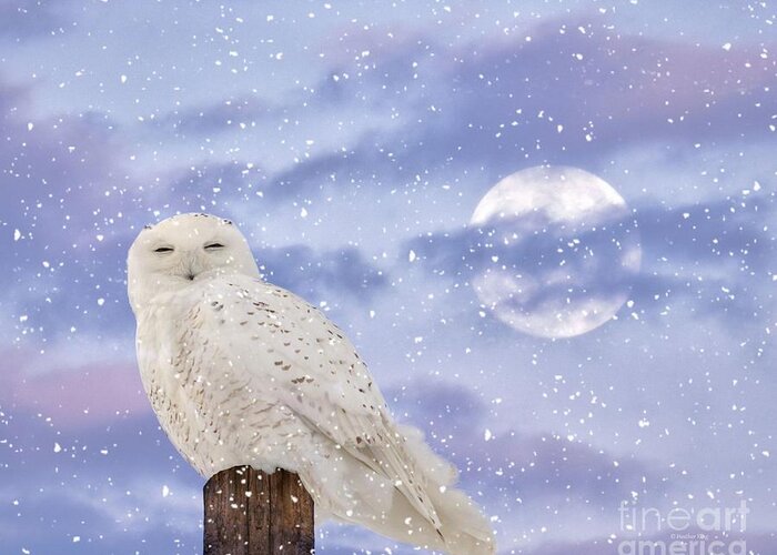 Snowy Owls Greeting Card featuring the photograph Winter solstice by Heather King