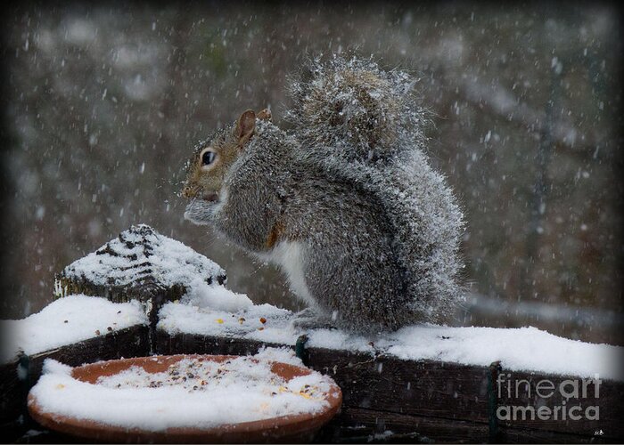 Sandra Clark Greeting Card featuring the photograph Winter Squirrel 3 by Sandra Clark