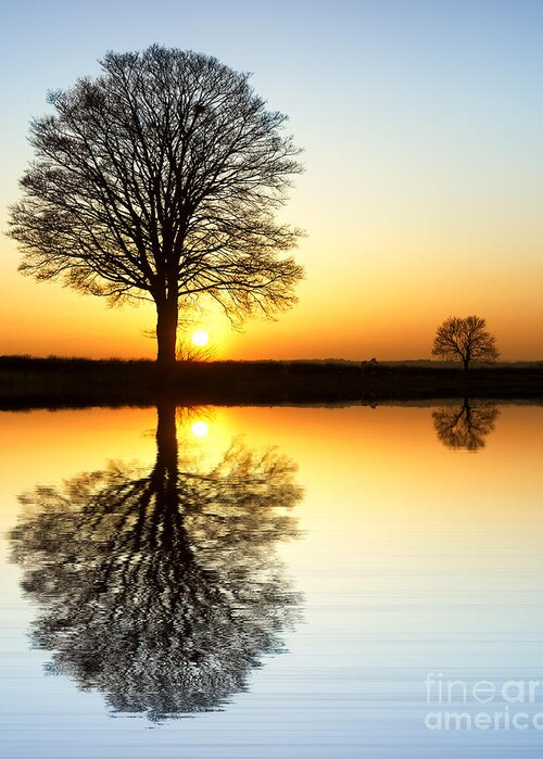 Oak Greeting Card featuring the photograph Winter Tree Reflections by Tim Gainey