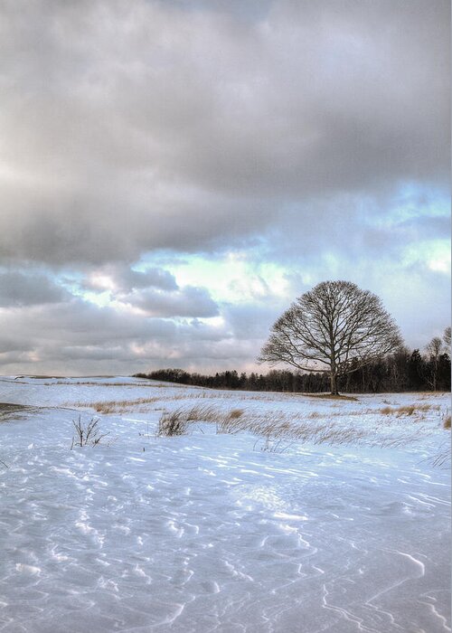 Shinnicock Hills Greeting Card featuring the photograph Winter Tree by Steve Gravano
