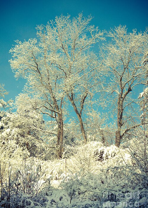Winter Greeting Card featuring the photograph Winter Trees by Lena Auxier