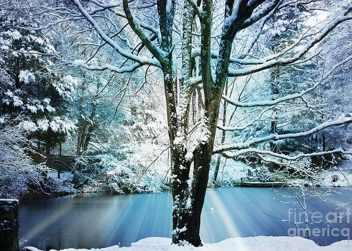 Snow Greeting Card featuring the photograph Winter Wonderland by Judy Palkimas