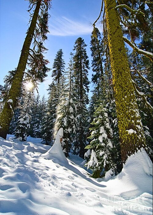 Forest Greeting Card featuring the photograph Winter Wonderland of Badger Pass in Yosemite National Park by Jamie Pham