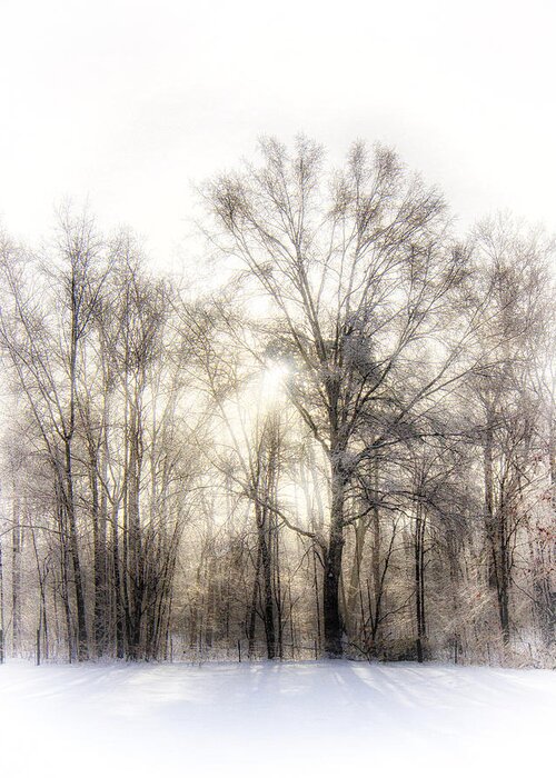 Winter Greeting Card featuring the photograph Winter Woods by Alan Raasch